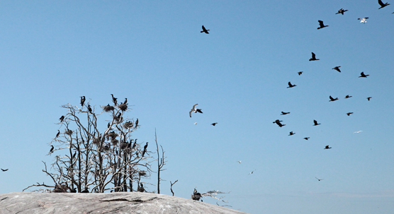 Small colony of nesting Great Cormorants on an island. Black birds sitting on their nests in a tree.